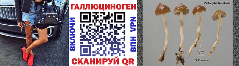 Галлюциногенные грибы Psilocybine cubensis  omg сайт  Касли 